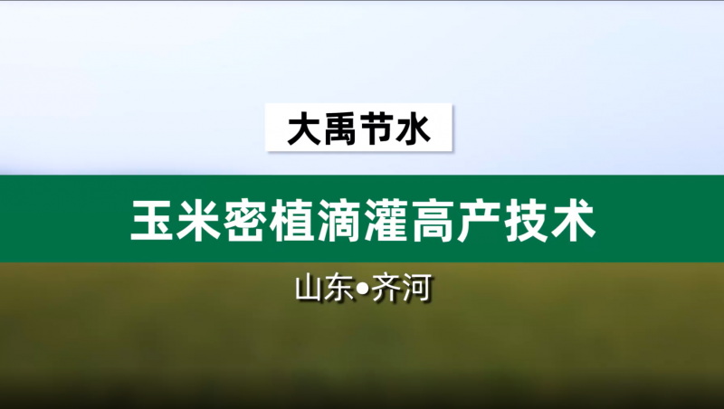 jxf体育节水玉米密植滴灌高产技术· 山东省齐河县豆腐窝灌区